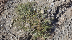 Fagonia pachyacantha