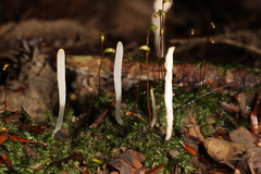 Clavaria falcata