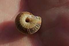 Xeroplexa intersecta