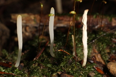 Clavaria falcata