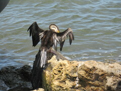 Anhinga novaehollandiae