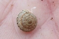 Xeroplexa intersecta