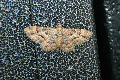Gymnoscelis lophopus