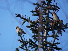 Bombycilla garrulus