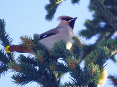 Bombycilla garrulus