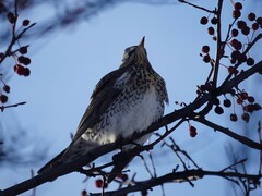 Turdus pilaris