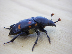 Nicrophorus carolina