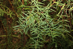 Pimelea neoanglica