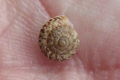 Xeroplexa intersecta