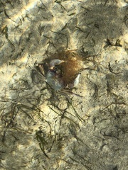 Cyclograpsus granulosus