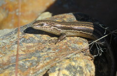 Oligosoma