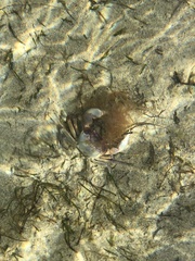 Cyclograpsus granulosus