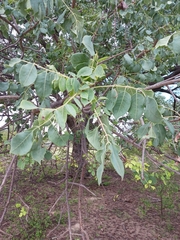 Sclerocarya birrea