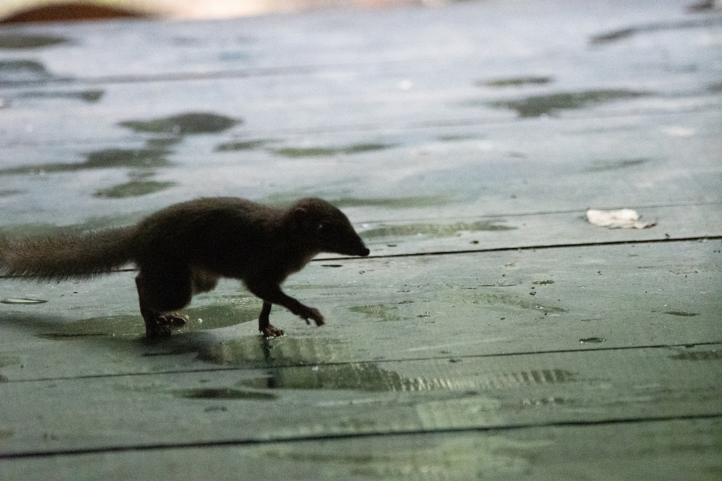 Slender Treeshrew