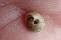 Xeroplexa intersecta