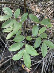 Xylocarpus moluccensis
