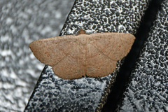 Cyclophora obstataria