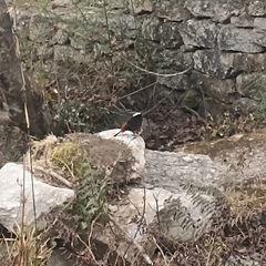 Phoenicurus leucocephalus