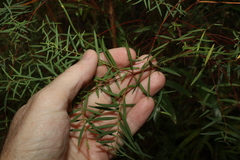 Pimelea neoanglica