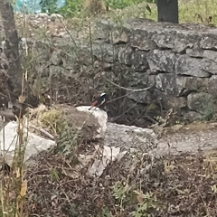 Phoenicurus leucocephalus