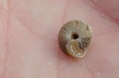 Xeroplexa intersecta