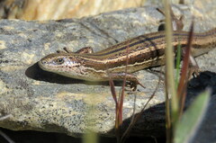Oligosoma