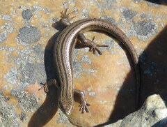 Oligosoma