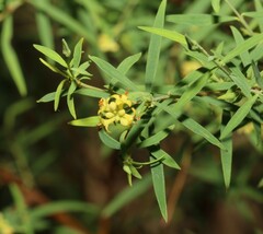 Pimelea neoanglica