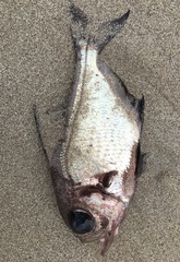 Pempheris multiradiata