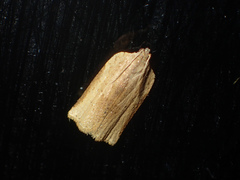Meridemis