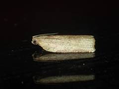 Meridemis