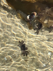 Cyclograpsus granulosus