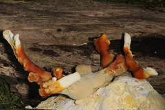 Ganoderma multipileum