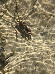 Cyclograpsus granulosus