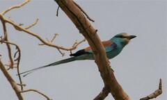 Coracias abyssinicus