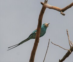 Coracias abyssinicus