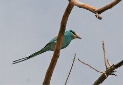 Coracias abyssinicus