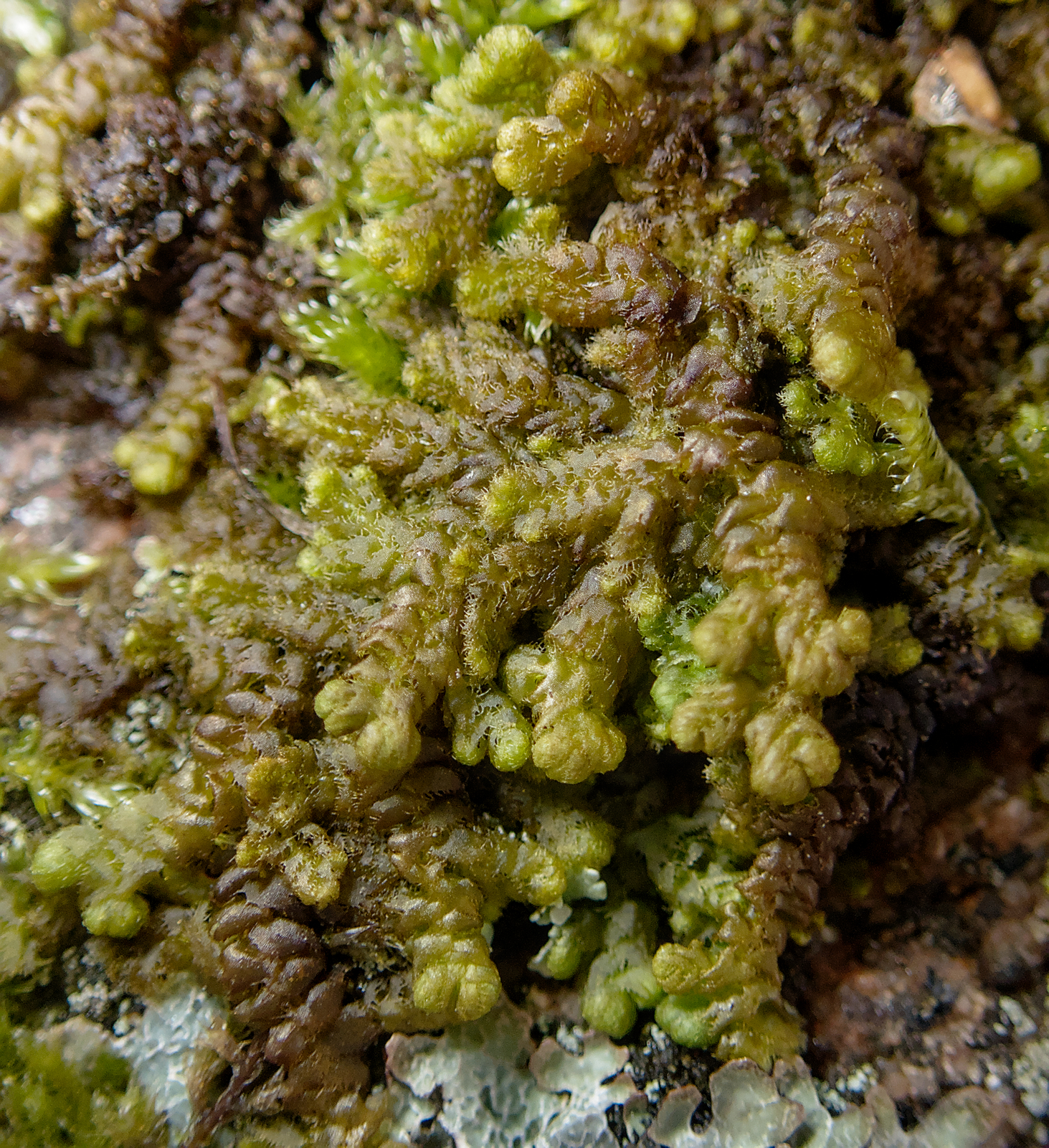 Ptilidium ciliare
