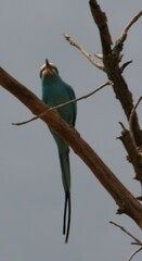 Coracias abyssinicus