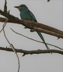 Coracias abyssinicus