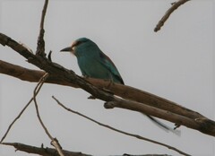 Coracias abyssinicus