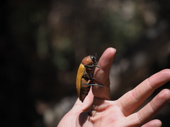 Julodimorpha bakewelli