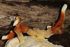 Ganoderma multipileum