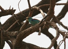 Coracias abyssinicus