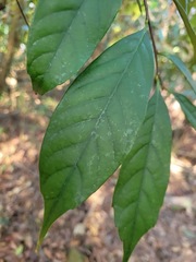 Castanopsis kawakamii
