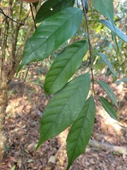 Castanopsis kawakamii