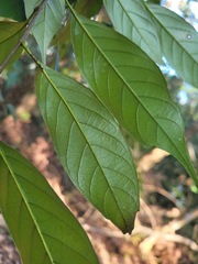 Castanopsis kawakamii