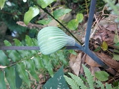 Arisaema ringens