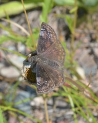 Erynnis lucilius