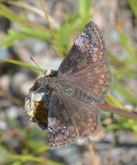 Erynnis lucilius